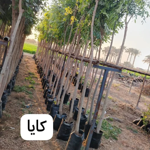 black white green simple initials font name logo 2025 04 09t125245.122 black white green simple initials font name logo 2025 04 09t125245.122