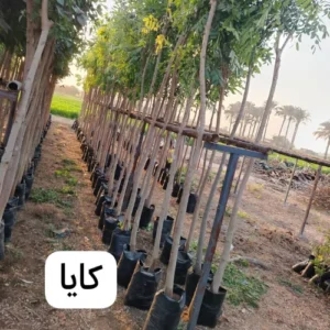 black white green simple initials font name logo 2025 04 09t125245.122