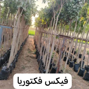 black white green simple initials font name logo 2025 04 09t125459.074