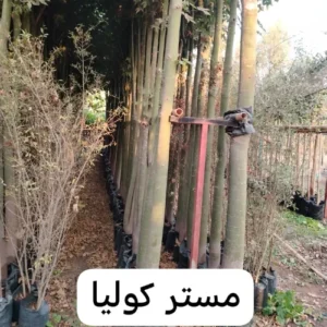 black white green simple initials font name logo 2025 04 09t125732.608