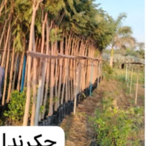 black white green simple initials font name logo 2025 04 09t125853.328