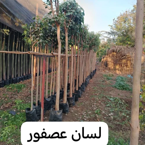 black white green simple initials font name logo 2025 04 09t125936.238